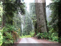 a f1002ca reds_167_1.JPG (73210 bytes)