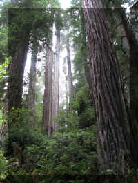 a f1002ca reds_173 rw tall_1.JPG (64126 bytes)