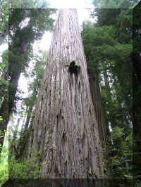 a f1002ca reds_182 rw tall_1.JPG (69100 bytes)