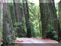 a f1002ca reds_188 rw no trailer_1.JPG (69079 bytes)