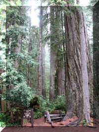 a f1002ca reds_203 rw boy scout tree trail_1.JPG (73969 bytes)
