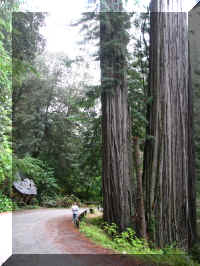 a f1002ca reds_213 rw stump trees ml_1.JPG (68127 bytes)