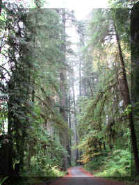 a f1002ca reds_219 rw wide_1.JPG (77326 bytes)