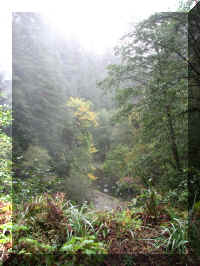 a f1002ca reds_222 rw river brush_1.JPG (66715 bytes)