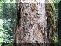 a f1002ca reds_226 rw bark moss_1.JPG (82623 bytes)