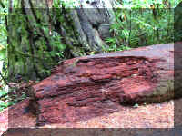 a f1002ca reds_232 rw sg red_1.JPG (81992 bytes)