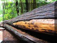 a f1002ca reds_234 rw sg bark off_1.JPG (75072 bytes)