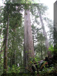 a f1002ca reds_238 rw sg tall_1.JPG (76379 bytes)