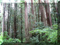 a f1002ca reds_239  rw sg wide_1.JPG (85202 bytes)