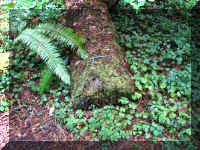 a f1002ca reds_241 rw sg log moss_1.JPG (101376 bytes)