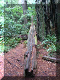 a f1002ca reds_243 rw sg log_1.JPG (82267 bytes)