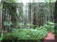 a f1002ca reds_249 rw sg vegs_1.JPG (84890 bytes)