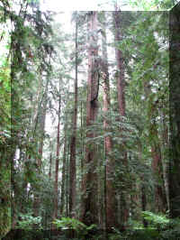 a f1002ca reds_250 rw sg tall_1.JPG (80637 bytes)