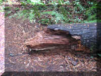 a f1002ca reds_259 rw sg log red_1.JPG (89094 bytes)