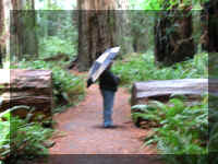 a f1002ca reds_261 rw sg cut1_1.JPG (62288 bytes)