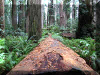 a f1002ca reds_262 rw sg cut2_1.JPG (79540 bytes)