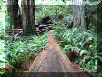 a f1002ca reds_263 rw sg cut3_1.JPG (85999 bytes)