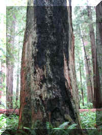 a f1002ca reds_266 rw sg burned_1.JPG (72260 bytes)