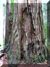 a f1002ca reds_267 rw sg bark_1.JPG (68977 bytes)