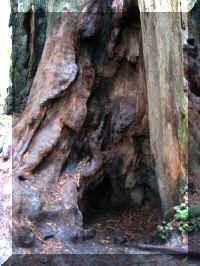 a f1002ca reds_280 rw sg live in hole_1.JPG (63483 bytes)