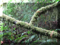 a f1002ca reds_294 rw sg moss_1.JPG (75209 bytes)