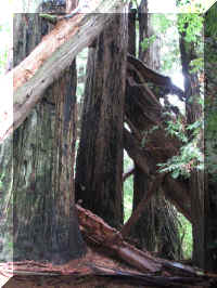 a f1002ca reds_299 rw sg tangles_1.JPG (69099 bytes)