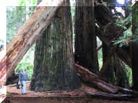 a f1002ca reds_306 rw sg tangles ml_1.JPG (66655 bytes)