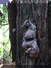 a f1002ca reds_316 rw sg burl face_1.JPG (61841 bytes)