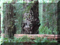 a f1002ca reds_318 rw sg bark_1.JPG (78077 bytes)