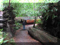 a f1002ca reds_322 rw sg roots ml_1.JPG (69973 bytes)