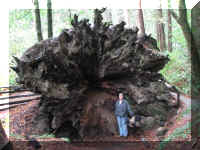 a f1002ca reds_331 rw sg root w ml_1.JPG (70661 bytes)