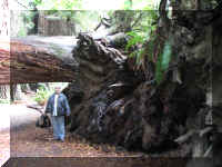 a f1002ca reds_341 rw sg root trunk ml_1.JPG (65154 bytes)