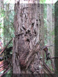 a f1002ca reds_343 rw sg trunk mess_1.JPG (74878 bytes)