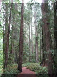 a f1002ca reds_351 rw sg path tall_1.JPG (67331 bytes)