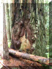 a f1002ca reds_354 rw sg trunk damage_1.JPG (71708 bytes)