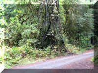 a f1002ca reds_410 wr covered_1.JPG (87474 bytes)