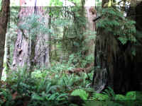 a f1002ca reds_419 wr ferns_1.JPG (70642 bytes)