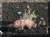 a f0820craters_144 pnk flws_1.JPG (94527 bytes)