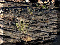 a f0821craters_320 ncft4 adj_1.jpg (91964 bytes)