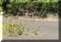 a f0826hc_176 rt ra deer1_1crop.jpg (36812 bytes)