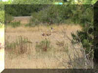 a f0826hc_178 rt ra deer2_1crop.jpg (30841 bytes)