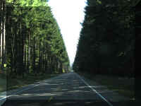 a f0909wa mr_161 rd tree2_1.JPG (43859 bytes)