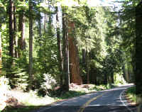 a f0909wa mr_195 mrnp2_1.jpg (85218 bytes)