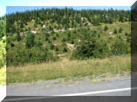a f0912wa msh_264 road new trees_1.JPG (60486 bytes)