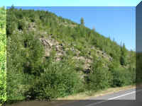 a f0912wa msh_269 natural regrowth_1.JPG (62301 bytes)