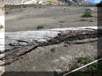 a f0912wa msh_283 dead tree_1.JPG (71444 bytes)