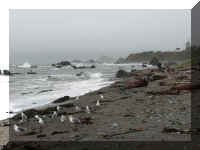 a a f1002ca reds_109 cc shore_1.JPG (39224 bytes)