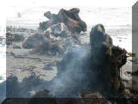 a a f1002ca reds_112 cc smoke_1.JPG (44261 bytes)