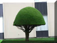 a a f1002ca reds_123 cc tree dome_1.JPG (33454 bytes)