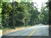 a f1001 ca_242 trees_1.JPG (57476 bytes)